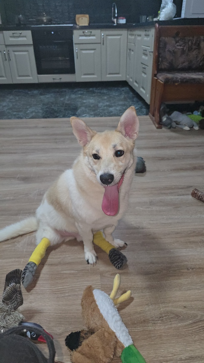 Инвалид Лапик💔