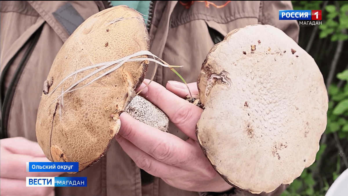   Фото: из видеосюжета “Вести-Магадан”