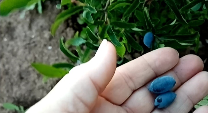 жимолость в июле/фото автора