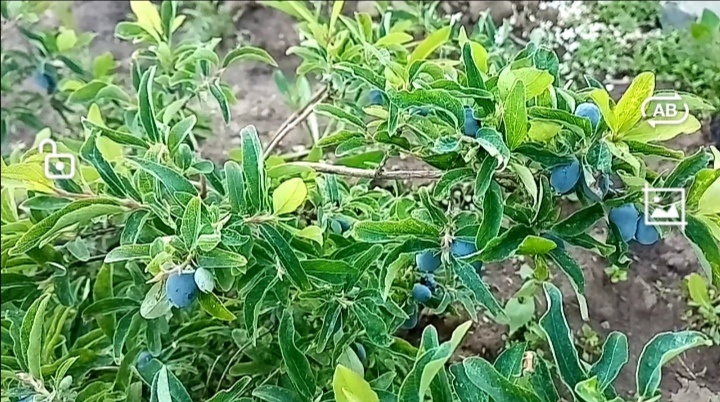 куст жимолости!/фото автора.