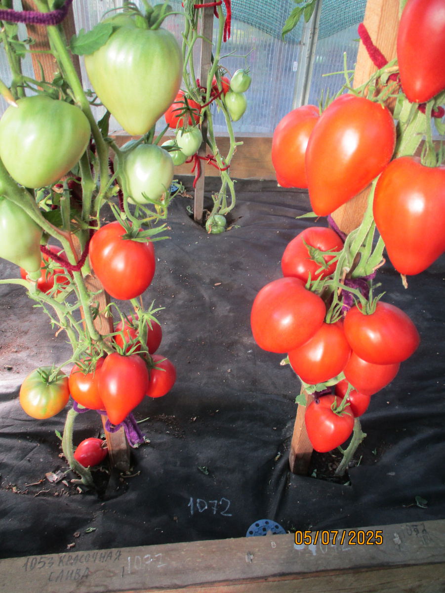 Томат Минусинское бычье сердце КИСТЕВОЕ. №1072 в моем каталоге.