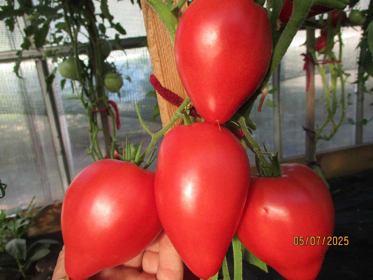 Томат Минусинское бычье сердце КИСТЕВОЕ. №1072 в моем каталоге.