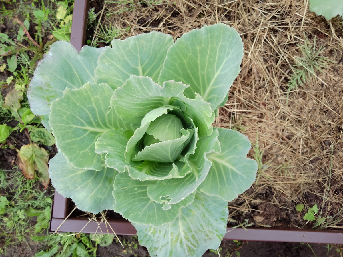 Фото автора. Растет капуста . Нам несколько кочанов хватит на зиму и весну. Они должны вырасти большими