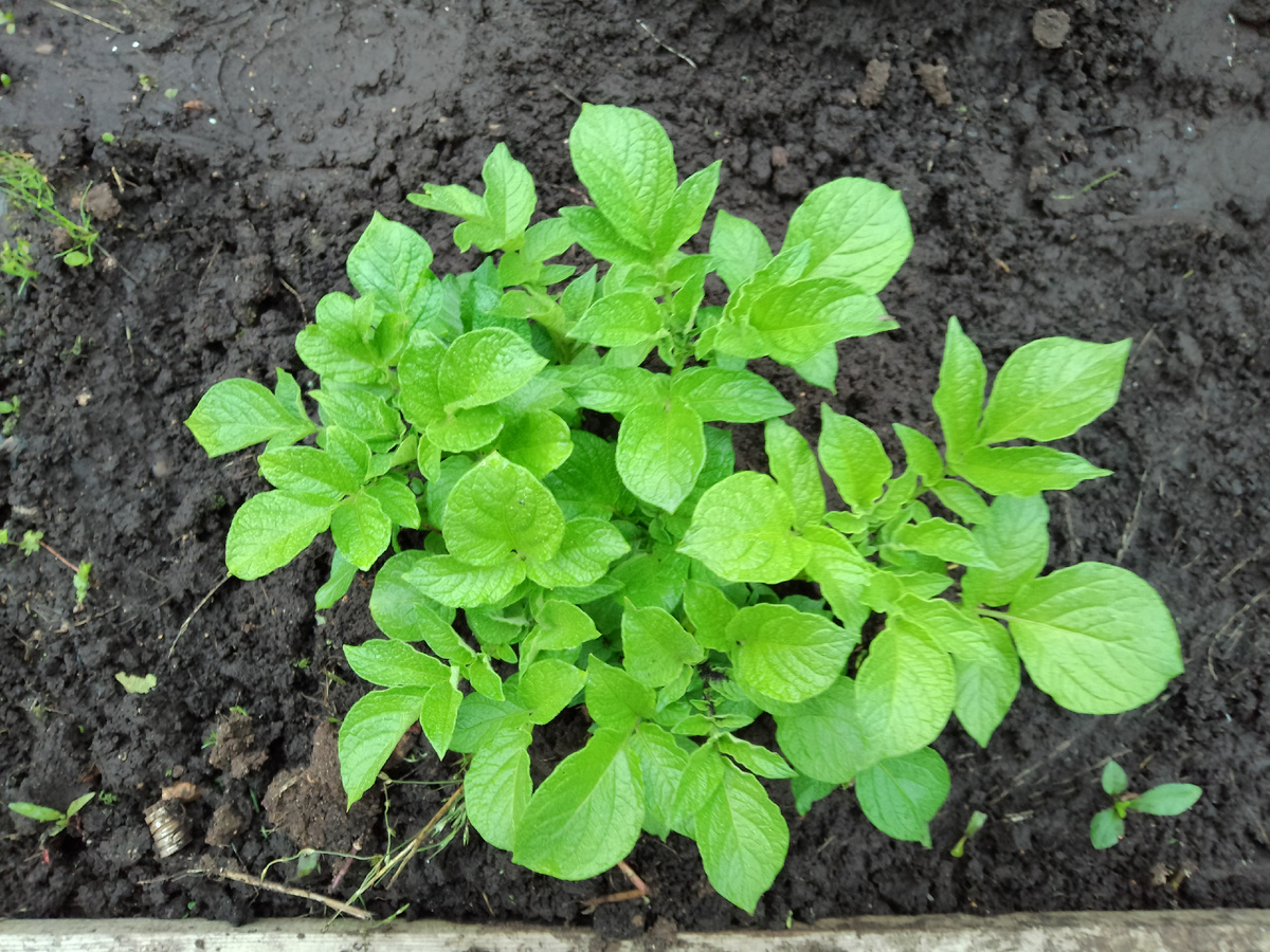 Фото автора. Растет картофель. Надеемся на хороший урожай и должно хватить надолго картошки