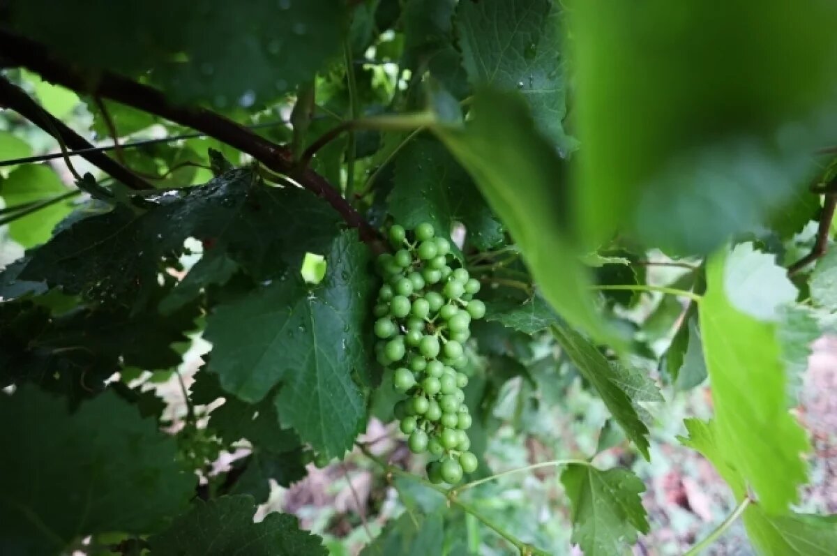    Беженка выжила при ударе дрона ВСУ благодаря виноградной лозе