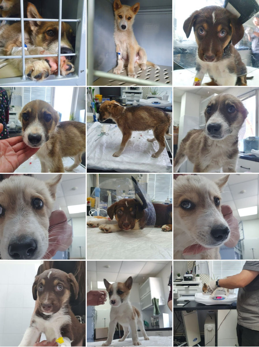 Спасены! Фото уже из клиники 🙏