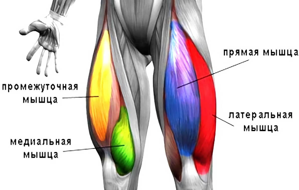 Квадрицепс