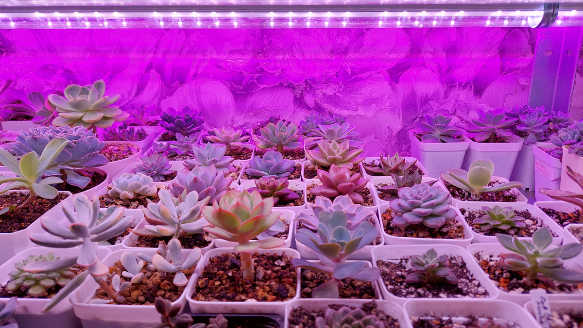 Фото автора  Растояние от лампы 7см