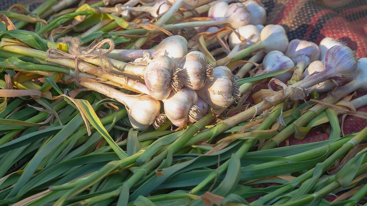    Фото: Shutterstock