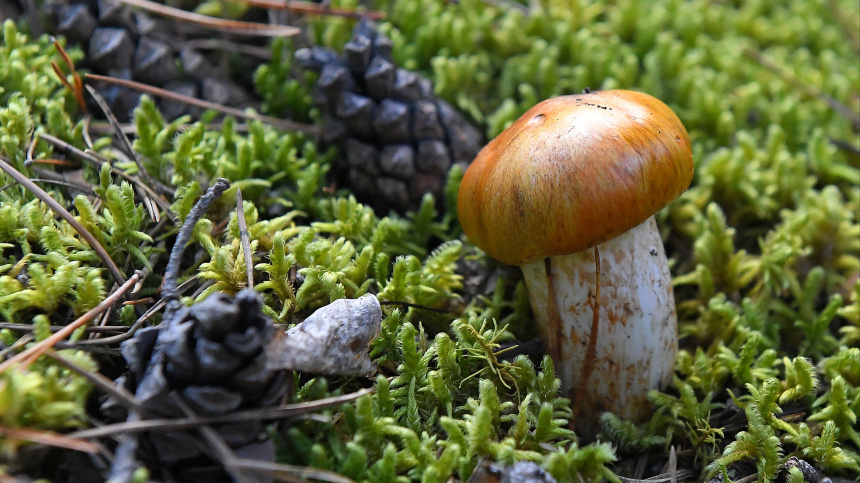    Фото: © РИА Новости/Илья Наймушин; 5-tv.ru