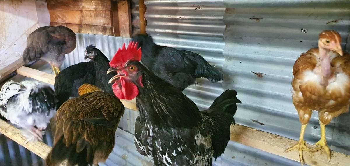 Мой петух Гошка, голосистый и строгий