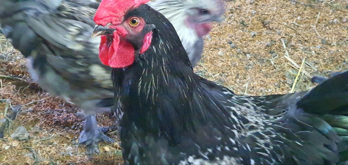 Гошкамстрого следит за порядком на своей территории