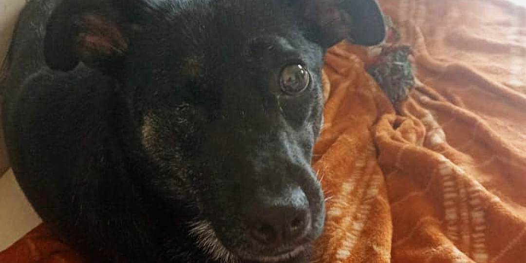 Привет от Шмелика — маленького воина с большим сердцем!