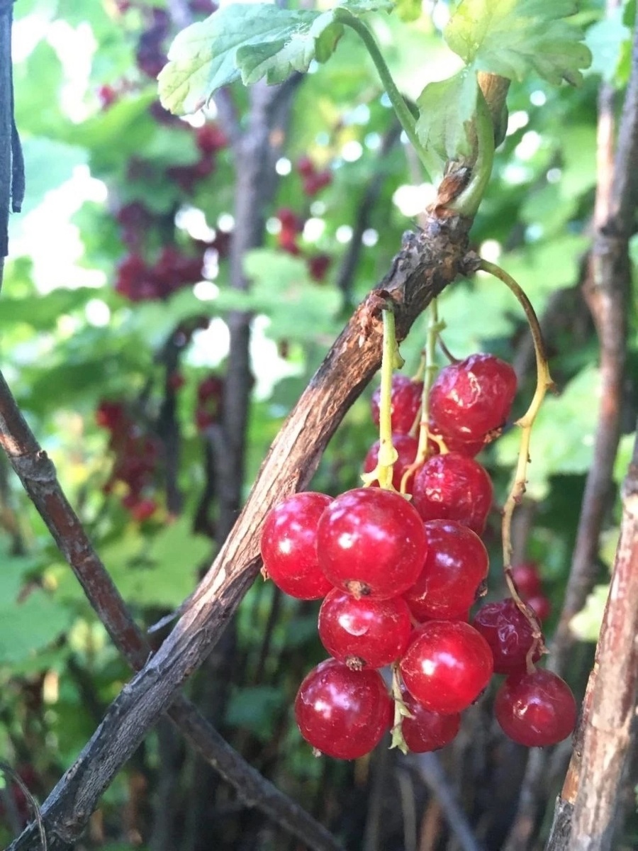    Фото из архива Progorod