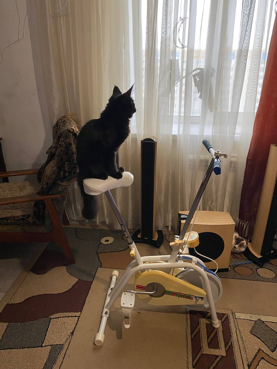 кот на велотренажере