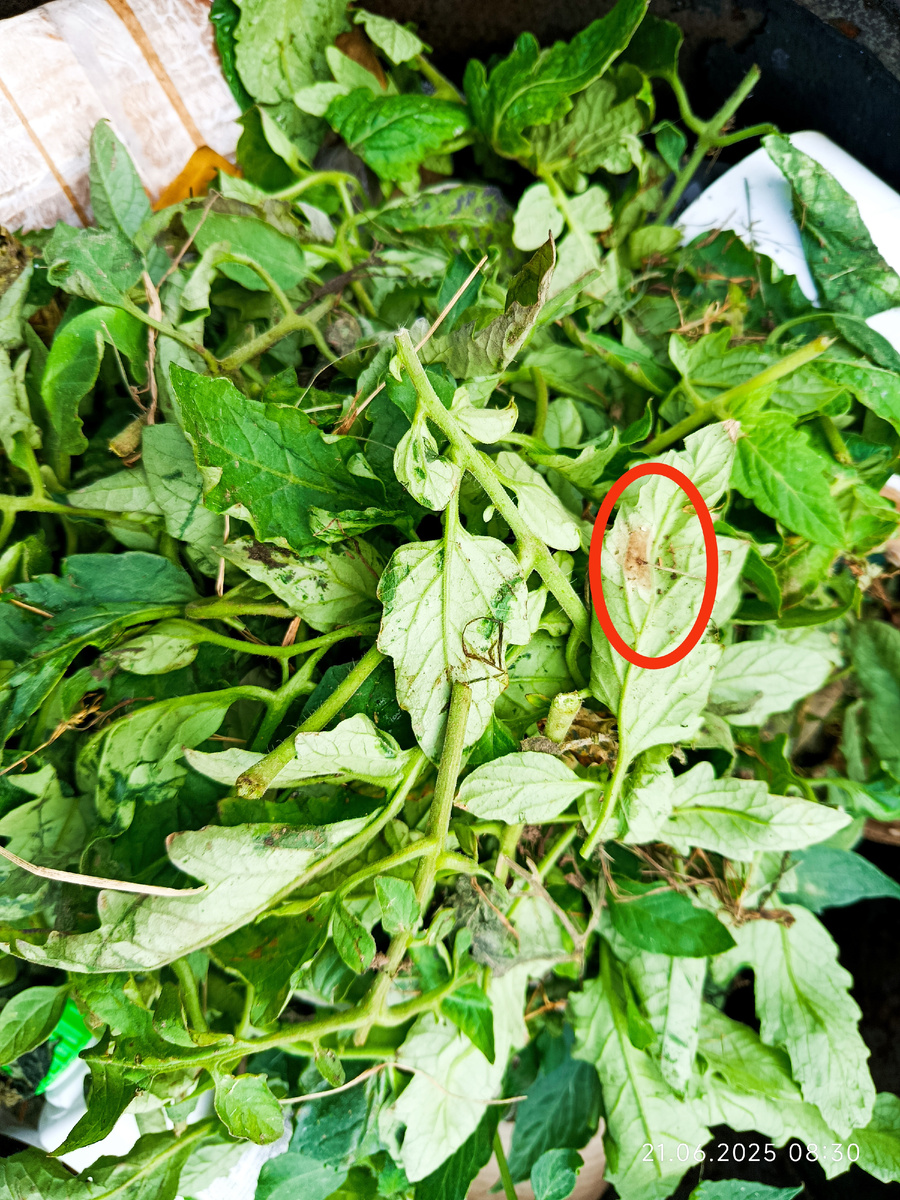 Дата фото 21 июня