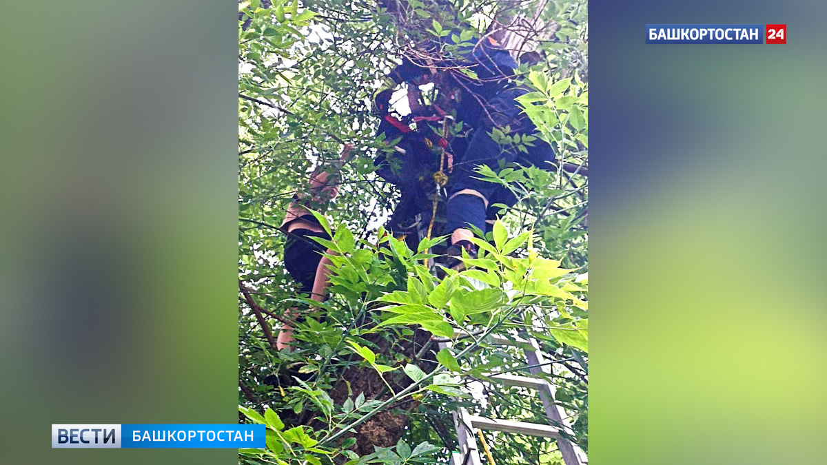    Девочку с котенком сняли с дерева в Уфе