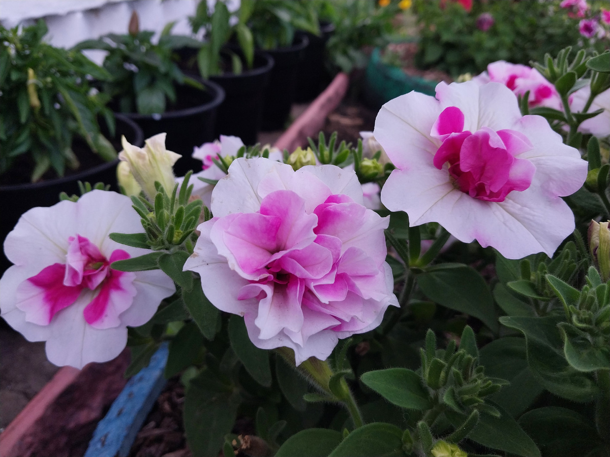 Махровая принцесса "Букле"