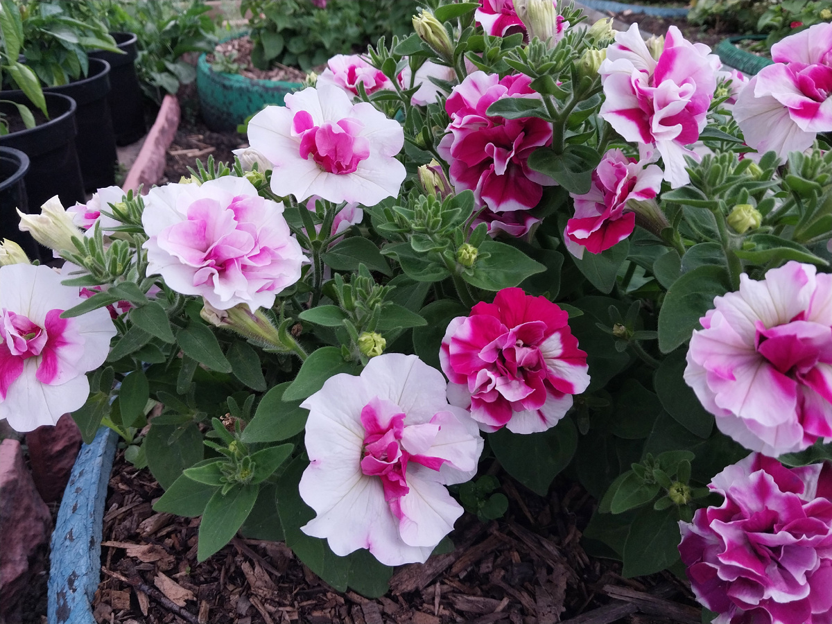 Это ли не прелесть?