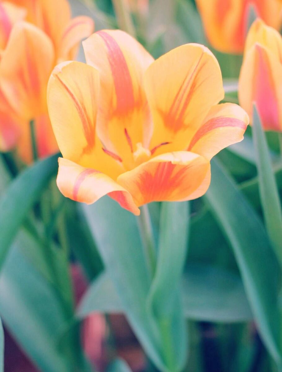 Пусть это фото, но это вам