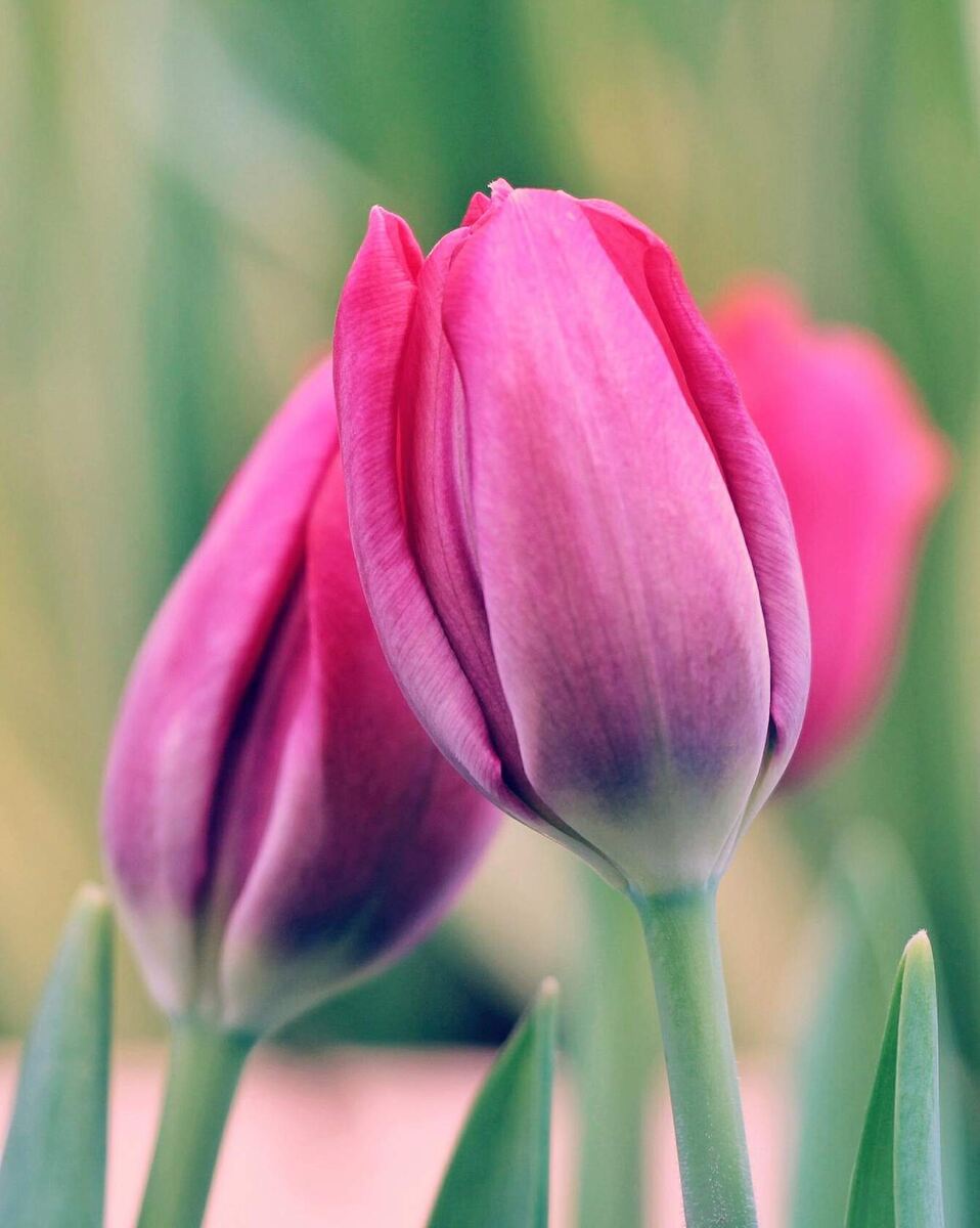 И это вам) Из моей цветочной фотоколлекции