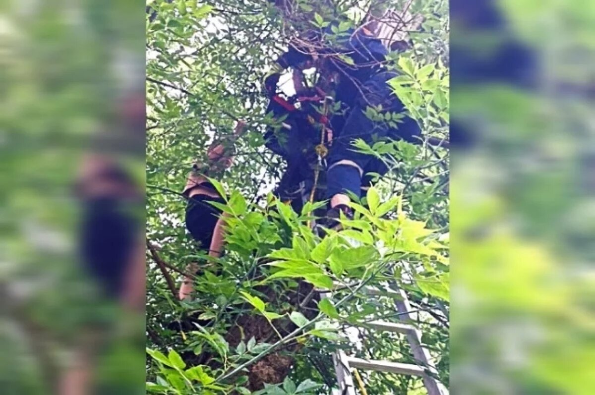    Спасатели Уфы помогли девочке и котенку спуститься с восьмиметровой высоты