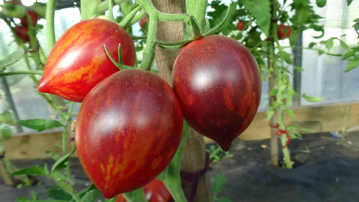 Сорт Софии Сааковой КЛУБНИЧНЫЙ ВОДОПАД ПОЛОСАТЫЙ. №467. Фото Ольги Черновой.