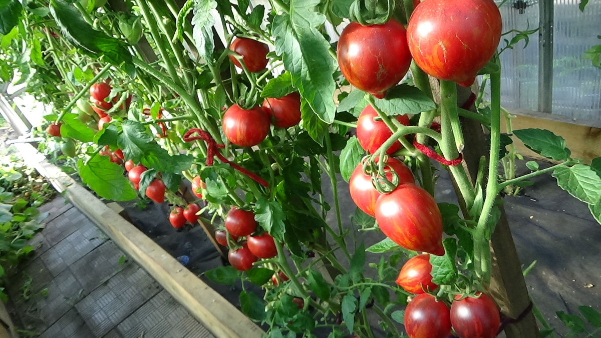 Сорт Софии Сааковой КЛУБНИЧНЫЙ ВОДОПАД ПОЛОСАТЫЙ. №467. Фото Ольги Черновой.