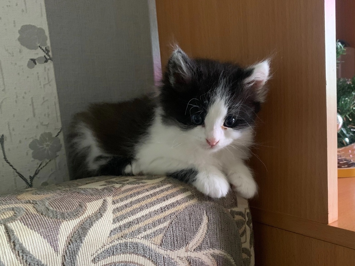 Такой милый котик стал ненужным. Раве это справедливо?