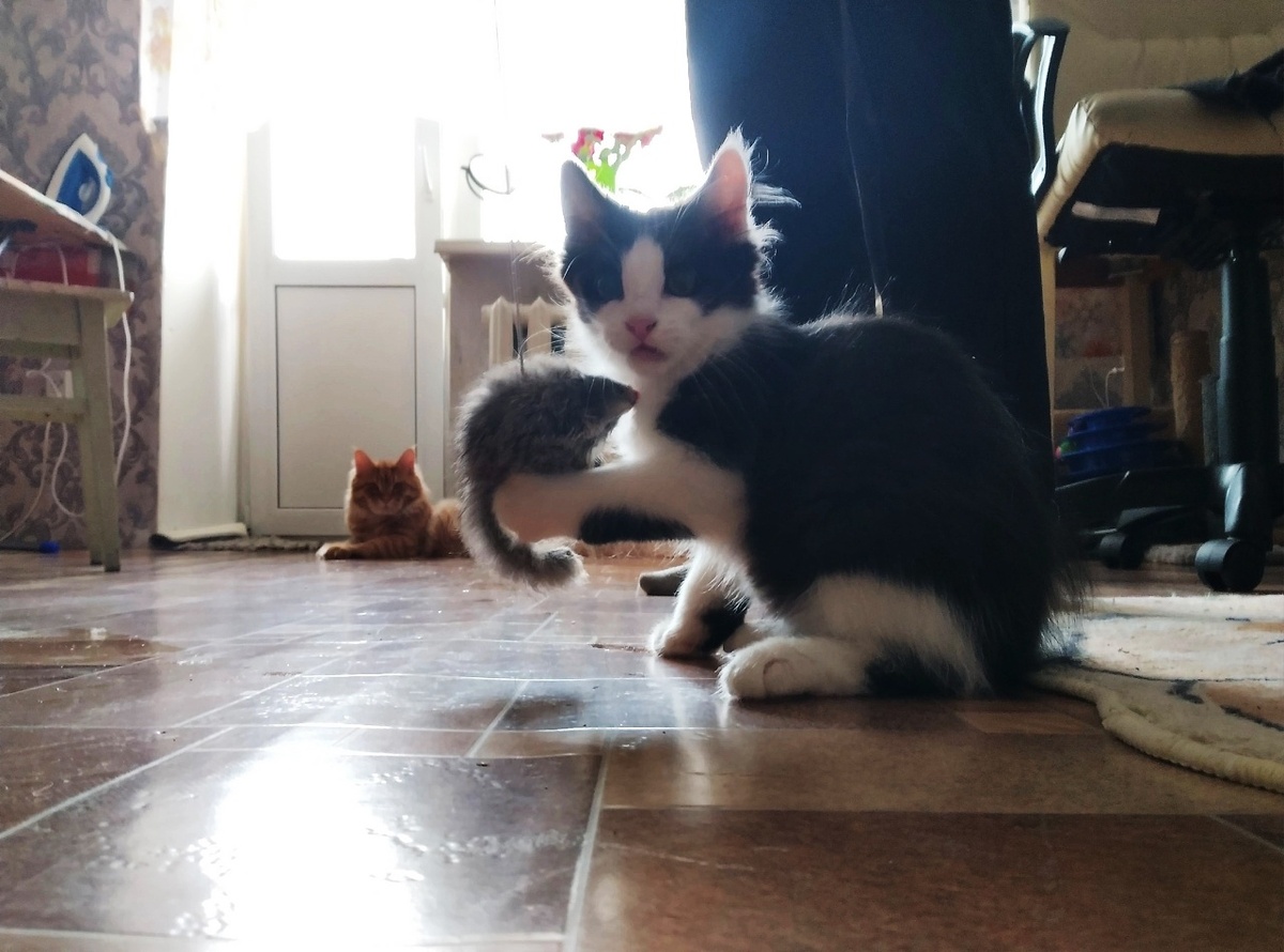 Все котята игривые. К этому нужно быть готовыми, когда берете котенка в дом.