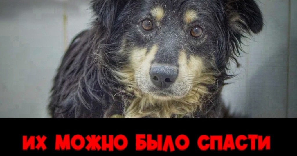 Откликов очень мало, животных огромное количество!