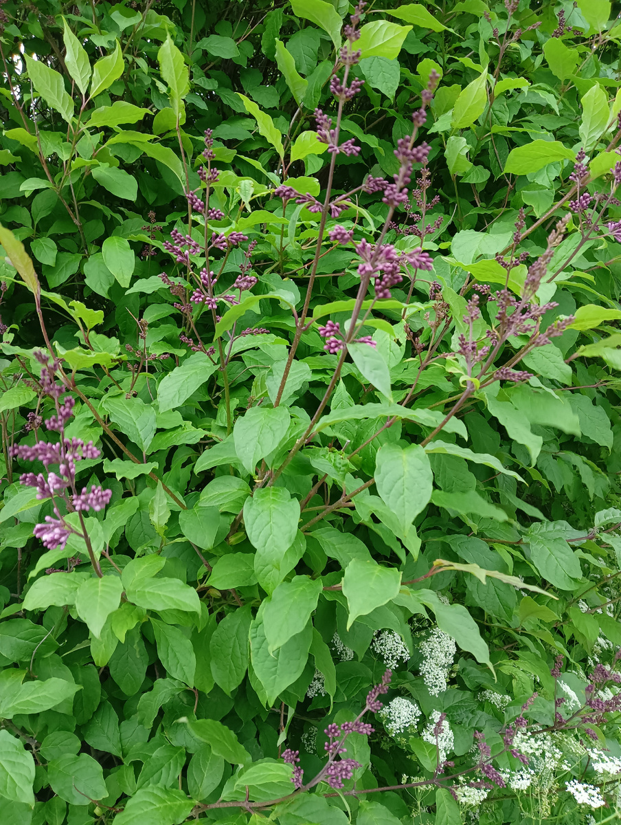 На севере тоже есть сиренька💜