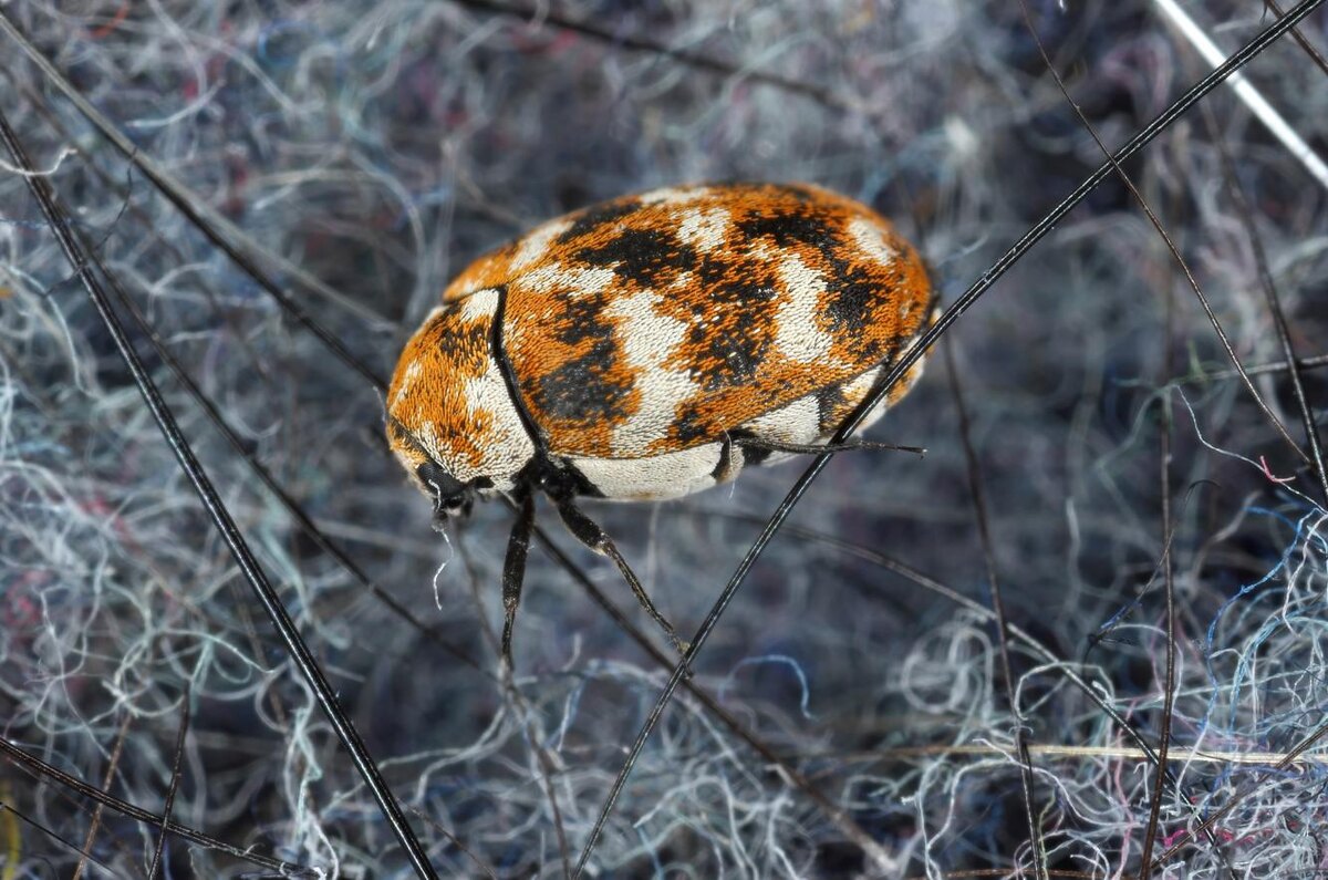 Tomasz Klejdysz / Shutterstock / FOTODOM📷В зависимости от вида кожеед бывает разной окраски. У многих жуков на крыльях есть пестрый рисунок