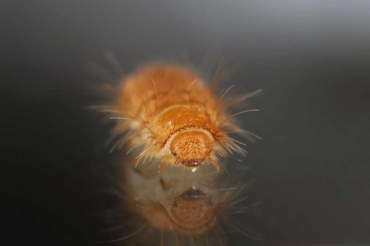 Tomasz Klejdysz / Shutterstock / FOTODOM📷Несмотря на небольшие размеры, кожееды в жилых помещениях — серьезная проблема