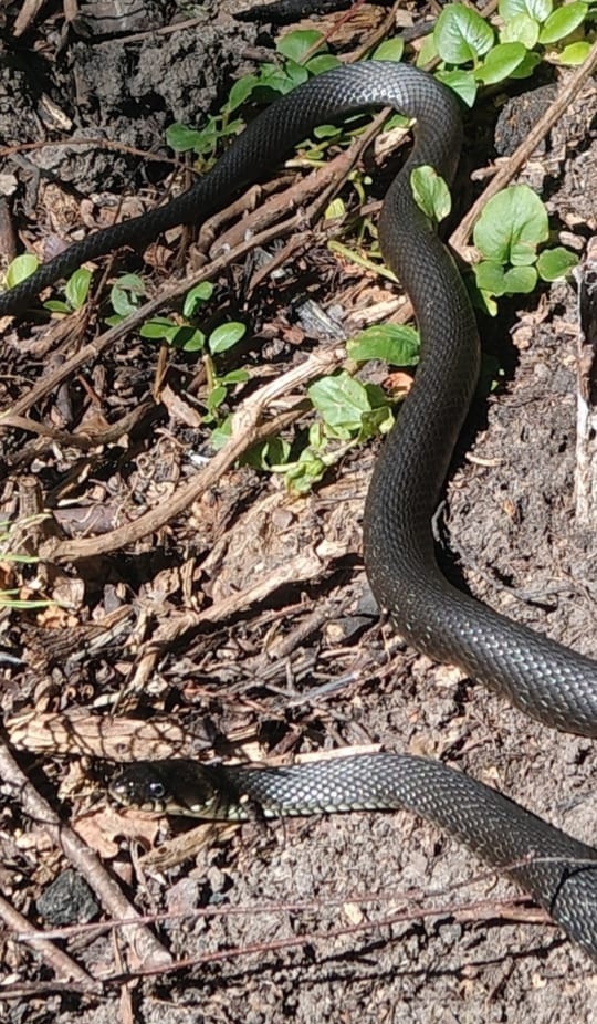 Вот фото змейки