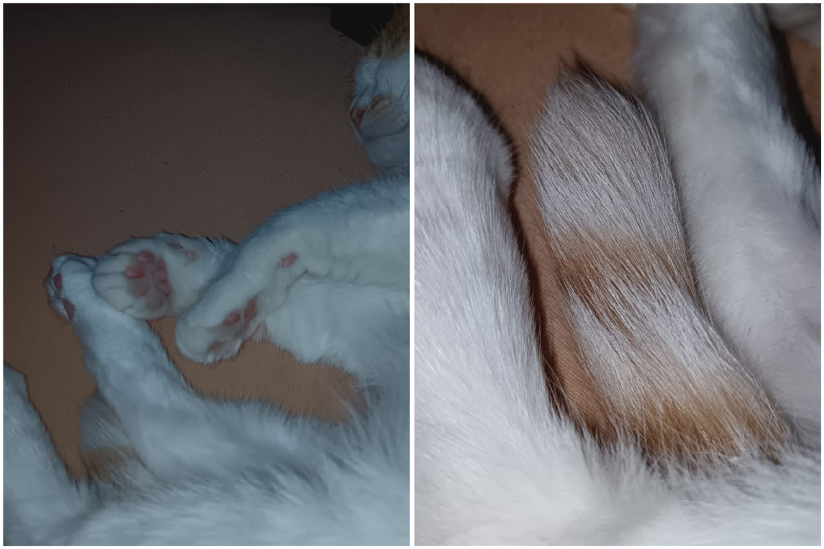 фото кошицы, которые мне сын присылает