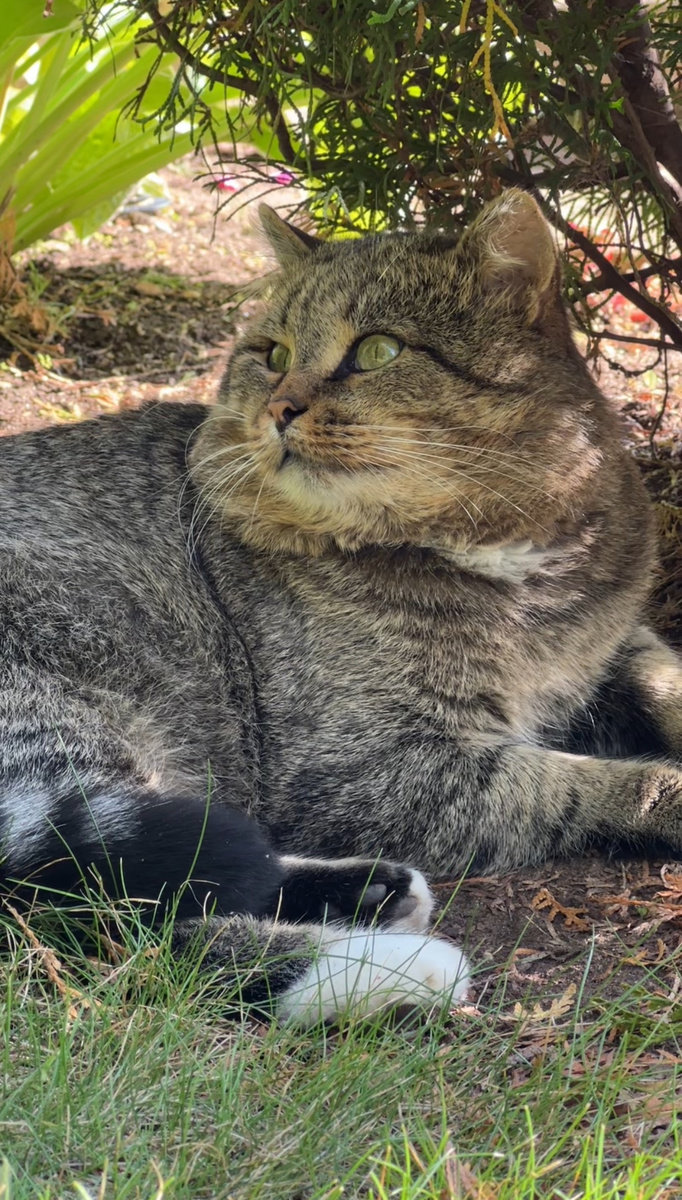 Лесной кот Барсик 