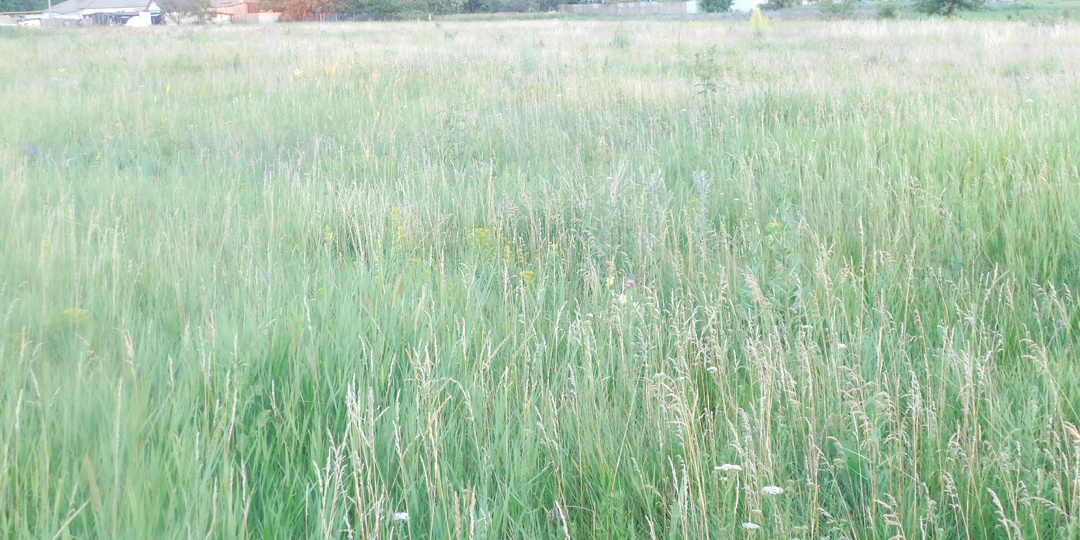 За околицей, где росы.