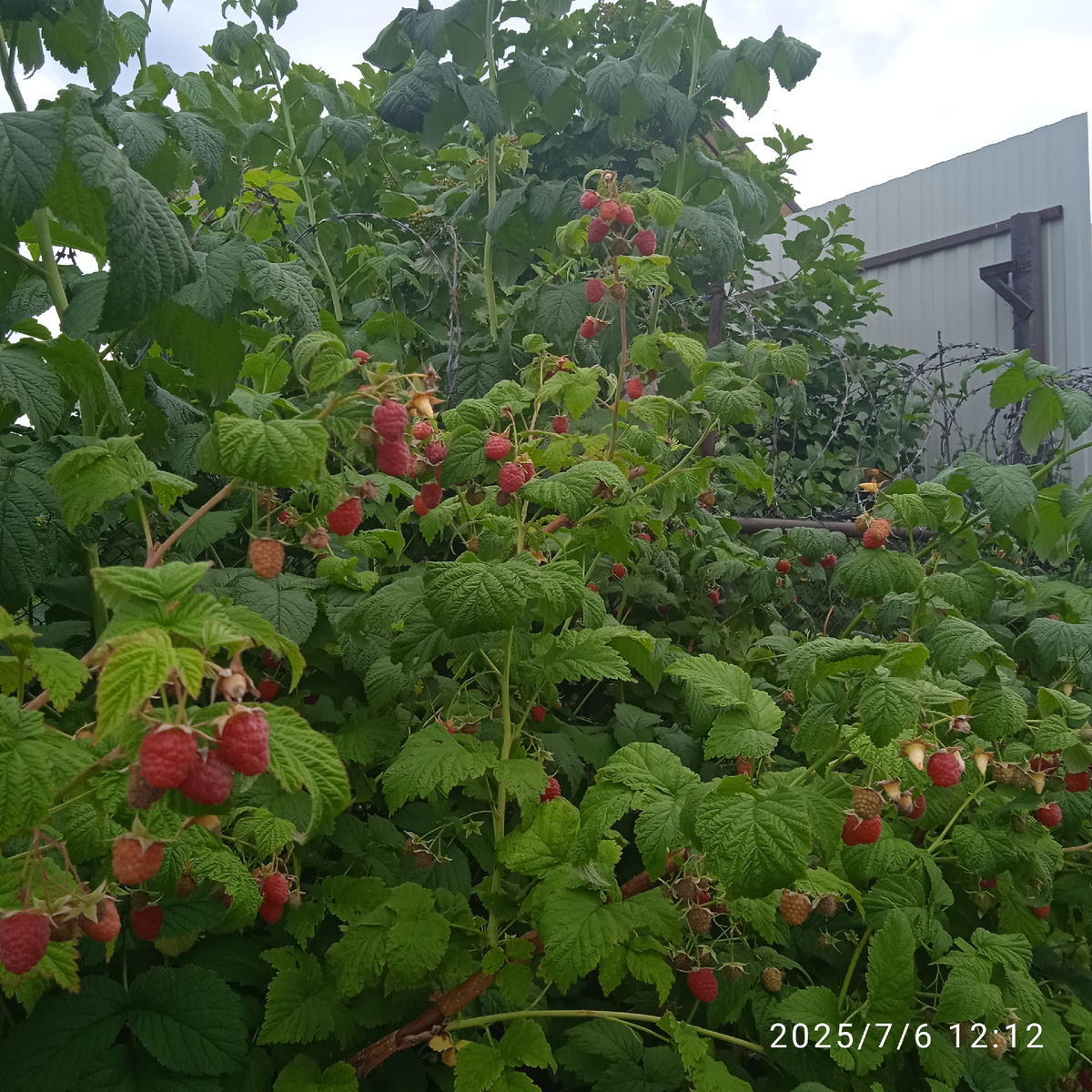 Сорт имеет значение