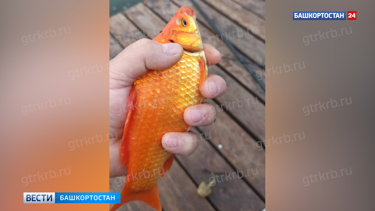    Золотого карася поймал рыбак в Уфе на озере Теплом
