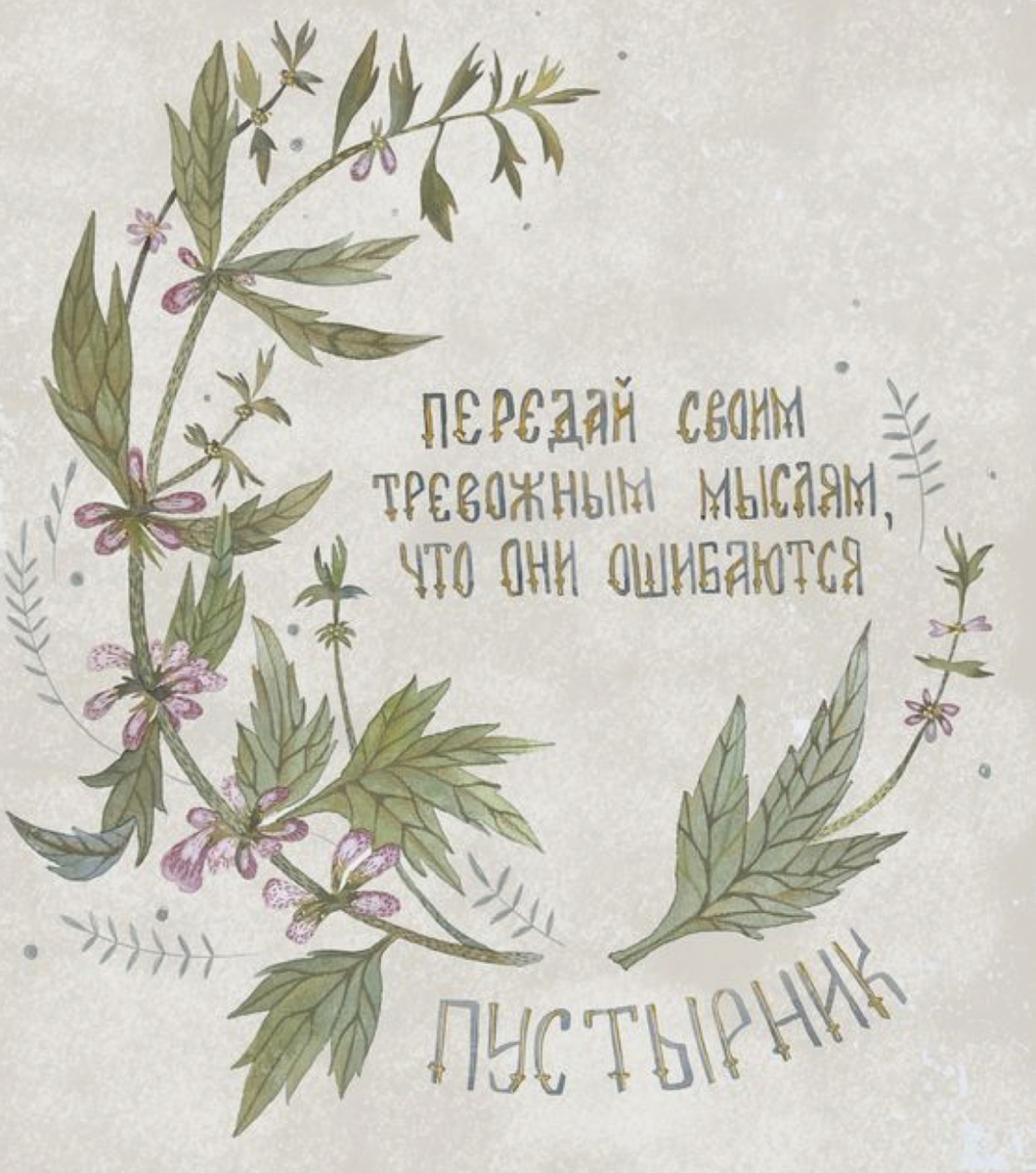 Свойства пустырника