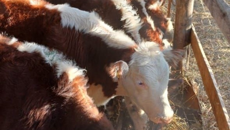      Фото: Администрация Предгорного округа