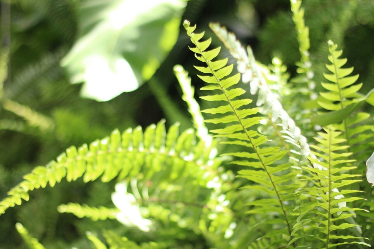    Фото: Ботанический сад УрО РАН