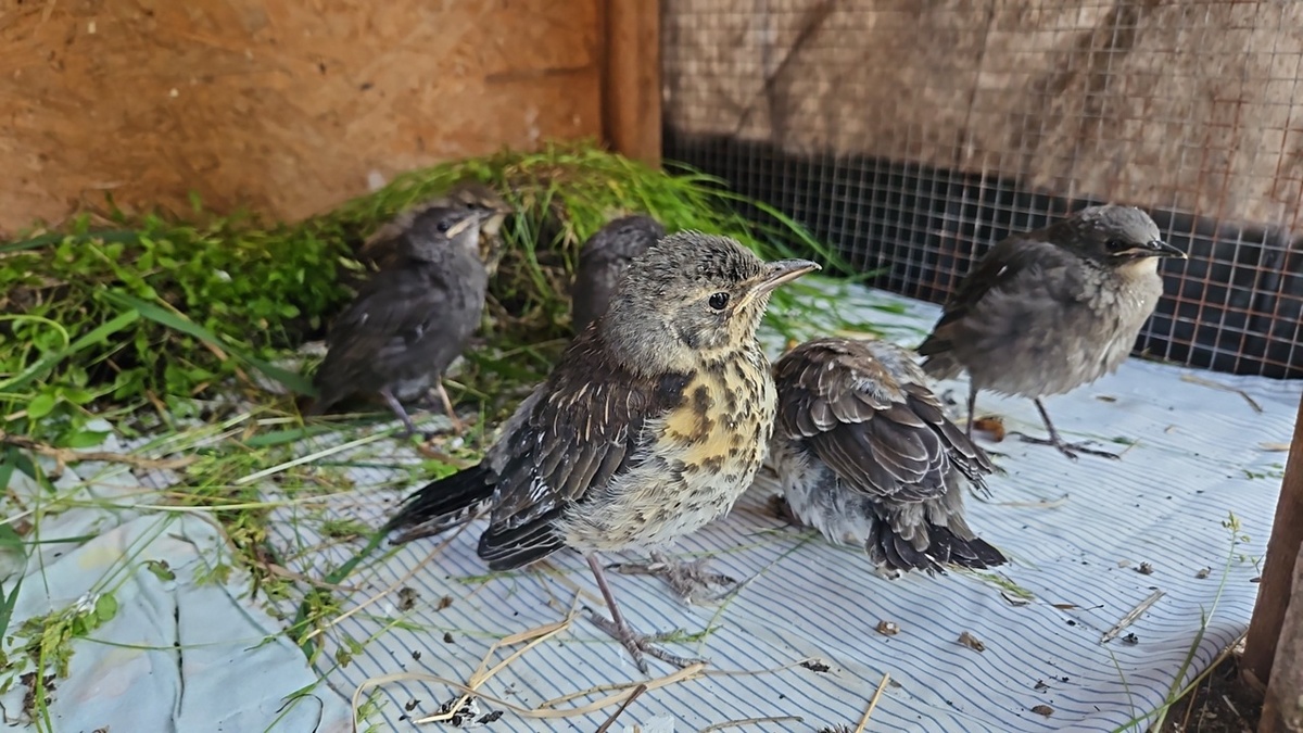Фото со страницы ребцентра "Солнечная птица"