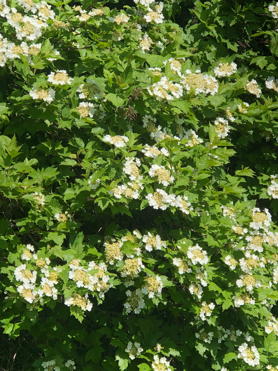 Весна! Цветет калина!