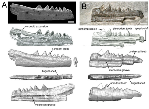 Нижняя челюсть виртембергии.