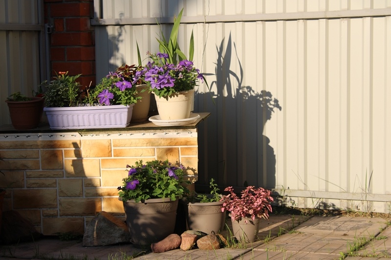 Композиция кашпо с цветами на закате дня