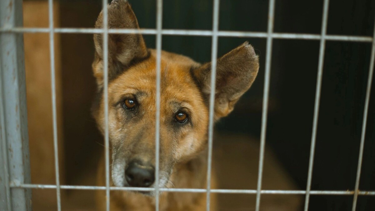    Фото: Vulp/Shutterstock/Fotodom