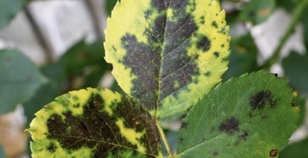 Черная пятнистость роз: как распознать, вылечить и предотвратить