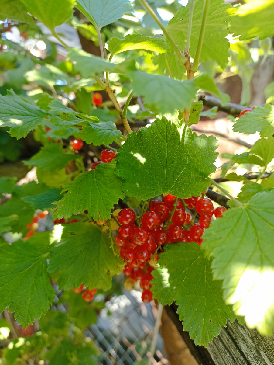 Такая красивая смородина у нас уродилась